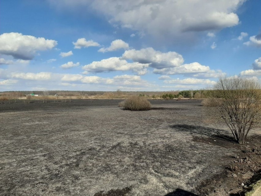 Seria popaleń w powiecie hajnowskim. 9 pożarów – 15 ha spalonych łąk i lasów