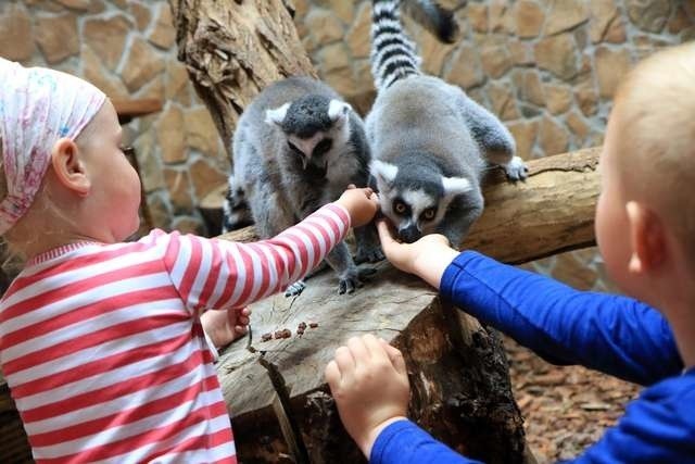 Lemury katta to gatunek w naturze występujący tylko na Madagaskarze. Na zdjęciu w toruńskim zoo karmią je Emila i Nikodem