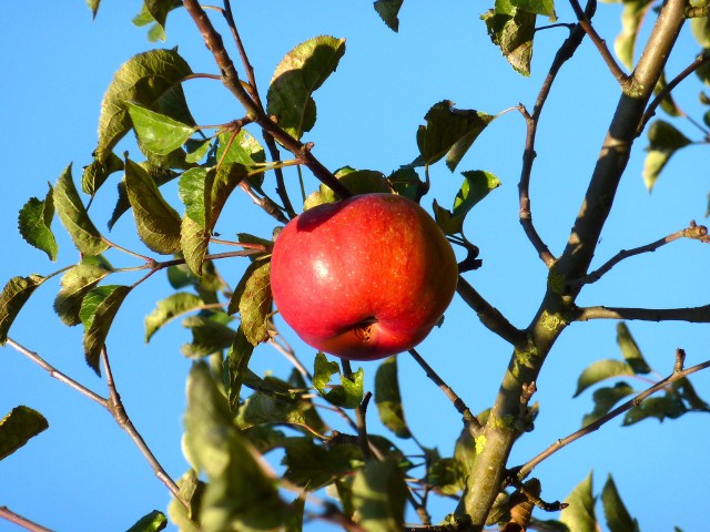 JabłońDrzewa i krzewy owocowe w ogrodzie cieszą owocami