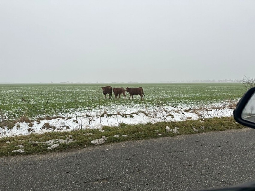 Zwierzęta przemieszczają się, dlatego też kierowcy powinni...