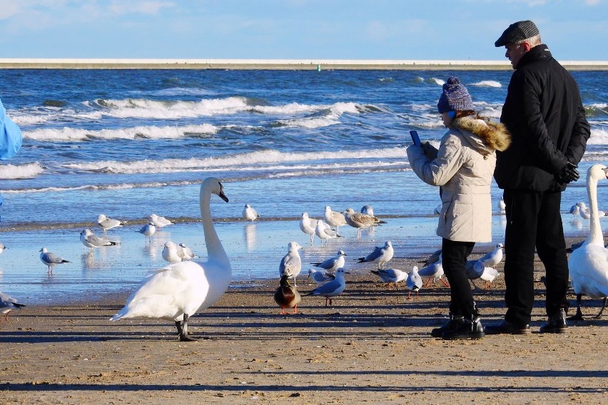 POGODA w Świnoujściu. Mroźno, ale słonecznie. Plaża pełna spacerowiczów [ZDJĘCIA]