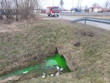 Zielona substancja w potoku przy ul. Towarowej w Jaśle. Wezwano specjalistyczną jednostkę z Nowej Sarzyny [ZDJĘCIA]