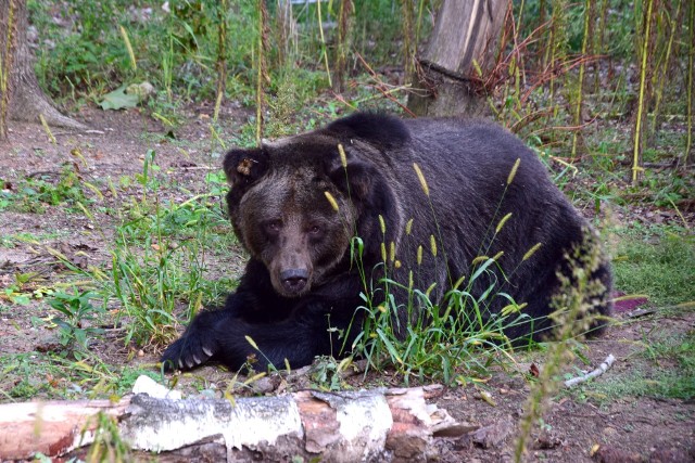 8 listopada poznańskie zoo poinformowało o śmierci niedźwiedzicy Ewki. Zwierzę od 4 lat dzielnie walczyło z nowotworem.