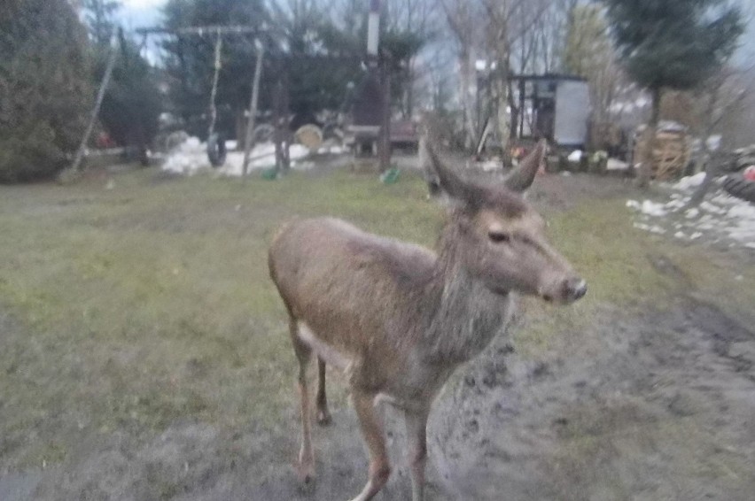 SZCZAWNICA. Młoda łania zabłąkała się w centrum miasta [ZDJĘCIA]