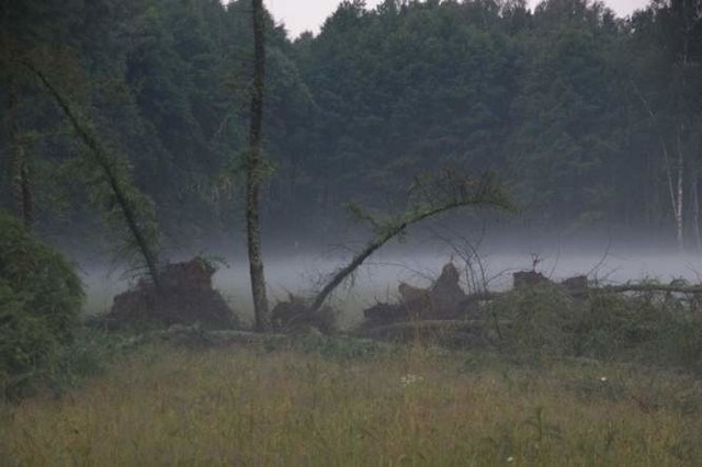 W ubiegłym roku wielka burza w Rafałówce łamała drzewa jak zapałki
