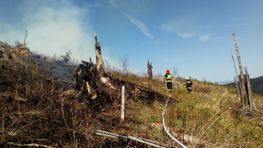 Słowacja. Paliło się 5 hektarów lasu przy granicy z Polską [ZDJĘCIA]