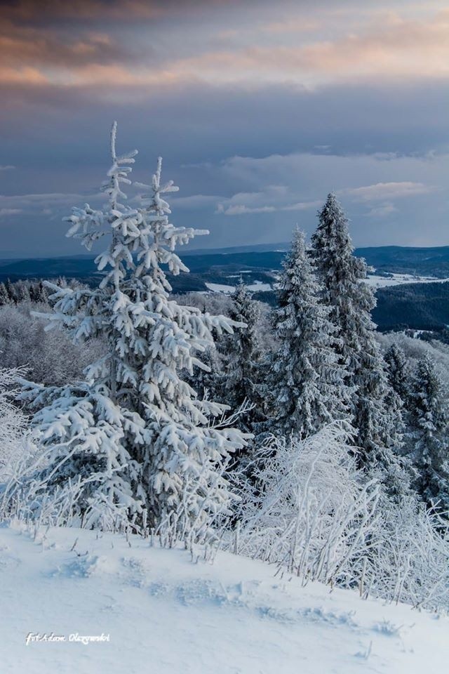 Widok na Tatry z Jaworzyny Krynickiej