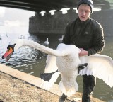 Przyrodnicy obrączkują i badają krakowskie łabędzie nieme