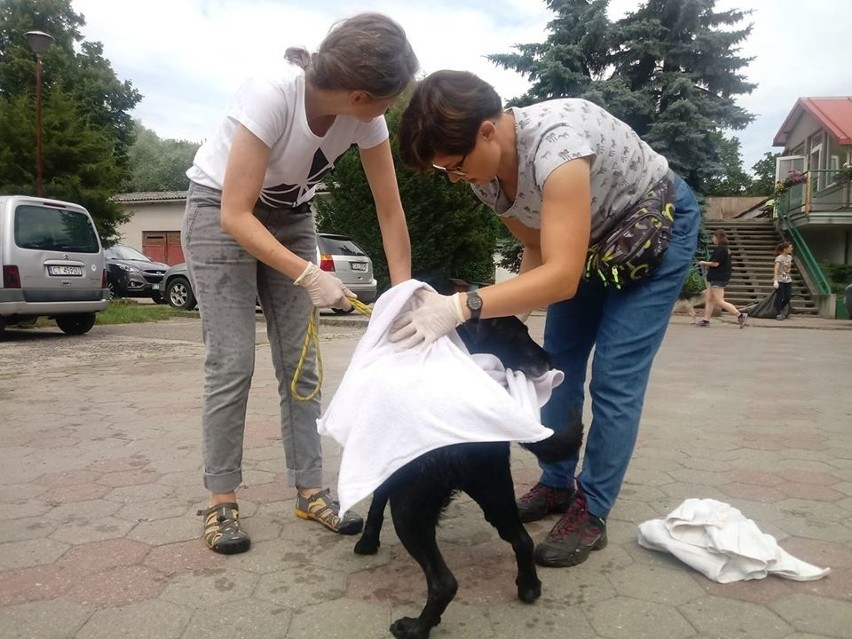 Psy ze schroniska w Radysach czują się w Toruniu coraz lepiej. Wkrótce trafią do adopcji