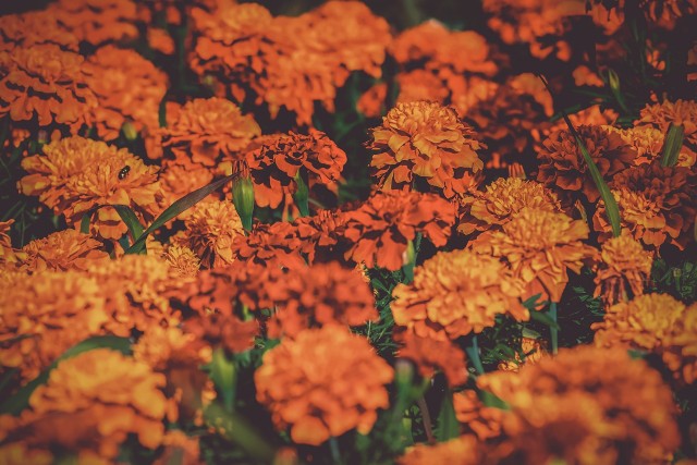 AKSAMITKAAksamitki to piękne kwiaty, które kwitną we wszystkich odcieniach żółci i pomarańczy. Rośliny poza ładnym wyglądem odstraszają, również swym zapachem szkodniki. Może je sadzić przy innych roślinach.Aksamitki nadają się na balkony czy tarasy. Potrzebują słonecznego miejsca. Kwiaty te kwitną od lipca do pierwszych przymrozków.