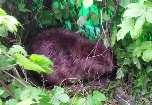 Bóbr zadomowił się przy ujściu Kłodawki w Gorzowie.