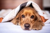 Jak uspokoić psa w sylwestra? Pomogą leki, ciemne pomieszczenie i zawinięcie pupila w chustę [WIDEO]