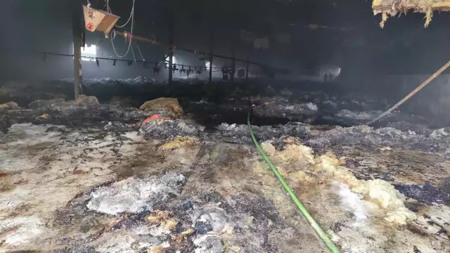 Pożar kurnika w Lubiszynie (pow. gorzowski). Na miejscu działało kilkanaście zastępów strażaków.