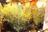 Częstochowa. Policja zatrzymała mężczyznę, który miał 1300 krzewów konopi indyjskich i 40 kilogramów marihuany
