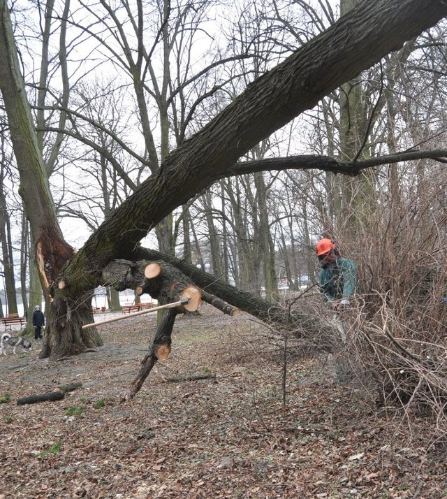 Ekipy Przedsiębiorstwa Gospodarki Komunalnej usuwają skutki wichury w szczecineckim parku.