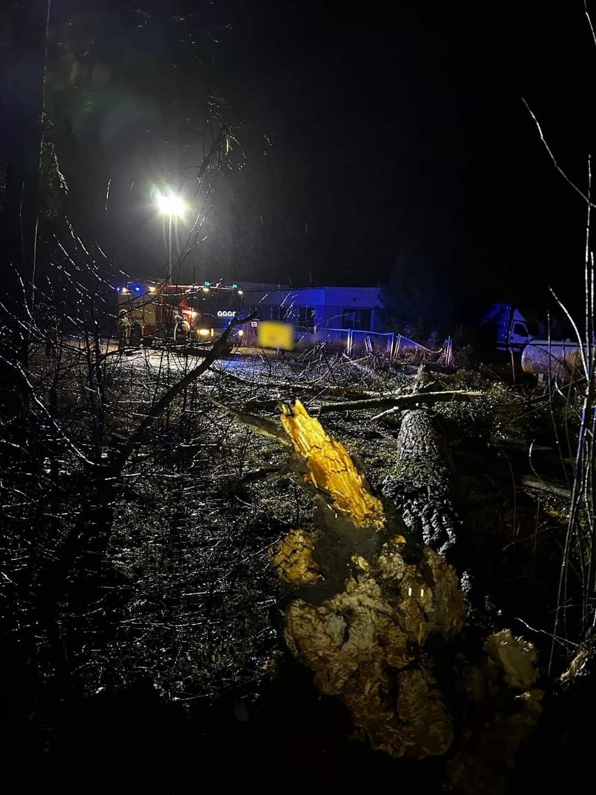 Wichura powaliła drzewa na jezdnię w Papowie Toruńskim i Toruniu. Strażacy mieli co robić - zdjęcia