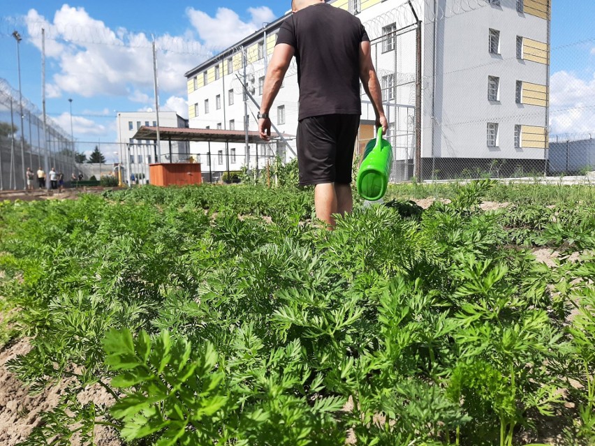 Białystok. "Ogród za murem". Skazani z zakładu karnego wzięli udział w niezwykłym projekcie resocjalizacyjnym (zdjęcia)