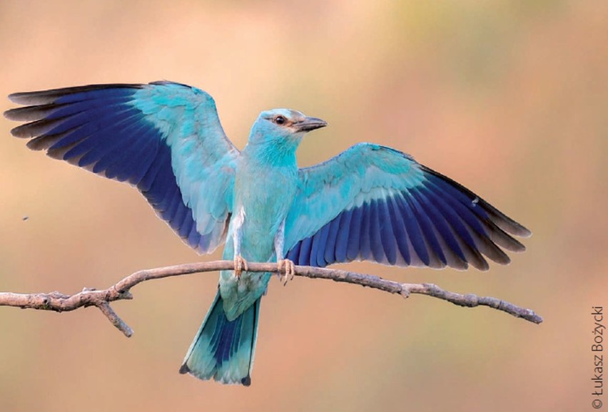 Te 12 gatunków ptaków krytycznie zagrożonych wyginięciem w...