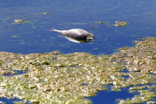 W próbkach wody pobranych z Odry wykryto ponad 100 000 komórek alg tego gatunku na mililitr. Co należy robić aby podobna katastrofa ekologiczna nie powtórzyła się?