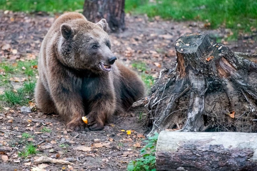 Mieszkańcy poznańskich ogrodów zoologicznych szykują się na...