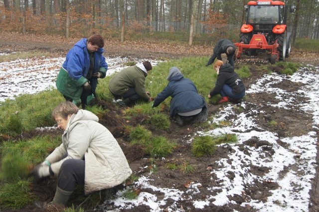 Plany Nadleśnictwa Polanów na ten rok: posadzenie prawie miliona sadzonek na powierzchni 126 hektarów.