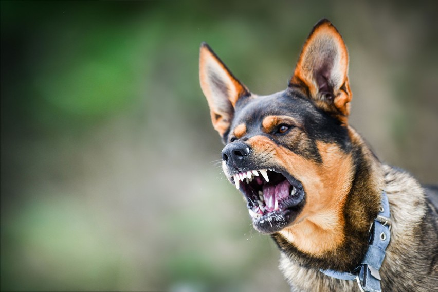 Zaszczep psa! Łodzianie nie szczepią swoich czworonogów przeciwko wściekliźnie