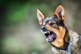 Zaszczep psa! Łodzianie nie szczepią swoich czworonogów przeciwko wściekliźnie
