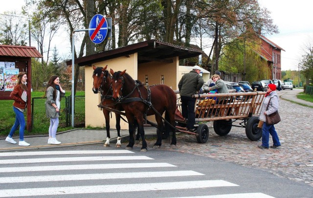 Wystawcy mówią, że wrócą do Tlenia na "Zielony Targ". To oznacza, że się udał.Na skwerze Hoffmanna z Tleniu odbył się pierwszy „Zielony Targ”. Z możliwości handlowania bez opłaty za stoisko skorzystało kilkudziesięciu wystawców. Sprzedawali zieleninę, kwiaty, owoce, miody, syropy, soki, przetwory owocowe, wędliny, grzyby, a także rękodzieło: torby, mydła, świece i biżuterię.Parkingi w Tleniu były zastawione po stację kolejową.Doświadczony Sławomir Wnuk, pszczelarz z Lniana, zakłada, że będzie częstym gościem na „Zielonym Targu”. - Nawet w Toruniu sprzedałem mniej miodu niż tutaj. Jak na pierwszy raz, to jest super!