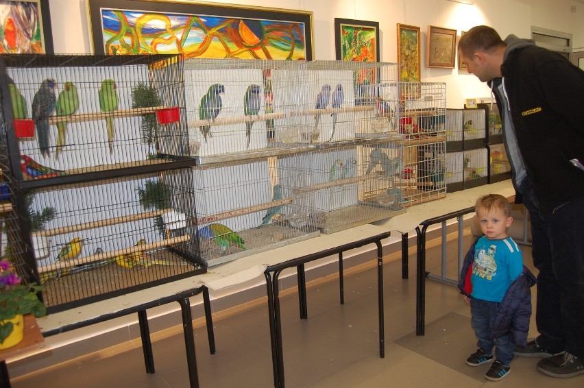 Na wystawie w Solcu pokazano kilkaset ptaków