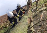 Wiało bardzo mocno. W Bydgoszczy i okolicach strażacy interweniowali ponad 80 razy