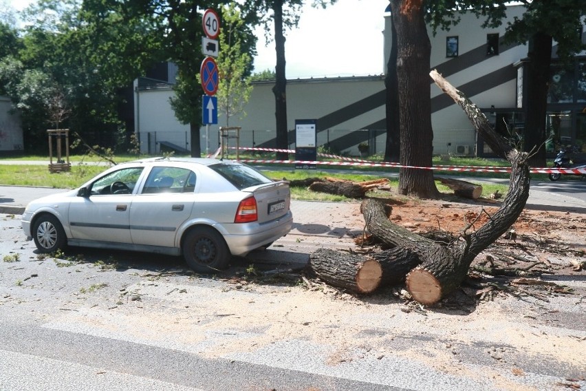 Wielkie spróchniałe drzewo runęło na jezdnie na Kromera. O krok od tragedii