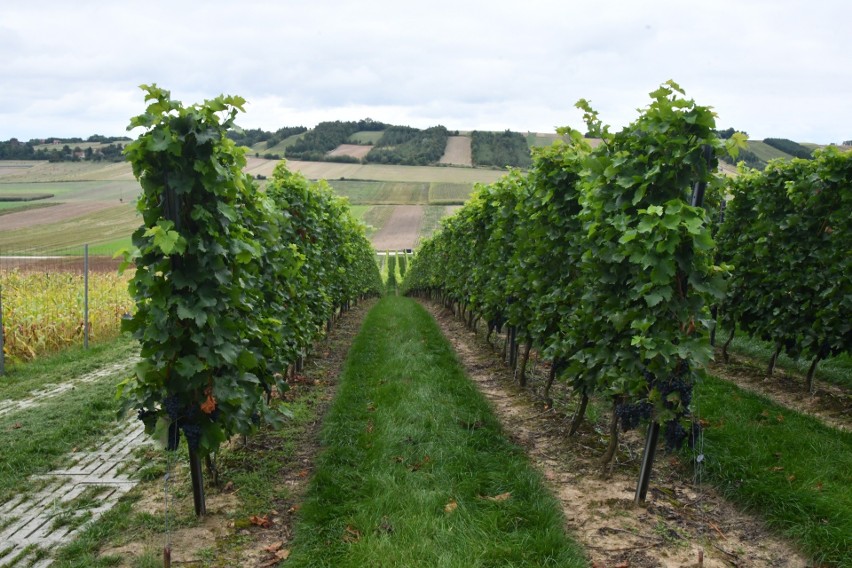 Wkrótce rozpocznie się winobranie w Winnicy Złota Wieś.
