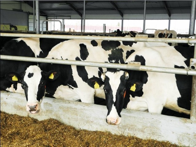 Rolnicy mają dobre warunki ku temu, by zwiększać produkcję. W październiku padł rekord cenowy &#8211; w kraju za litr mleka płacono średnio 1,43 zł.