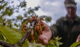 Majowe minusy uderzą po kieszeni. Ceny warzyw i owoców w 2017 mogą podskoczyć