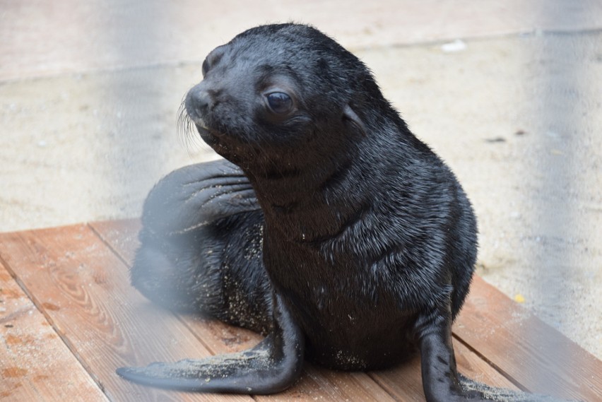 Mały kotik we wrocławskim zoo. Ta samiczka urodziła się 3...