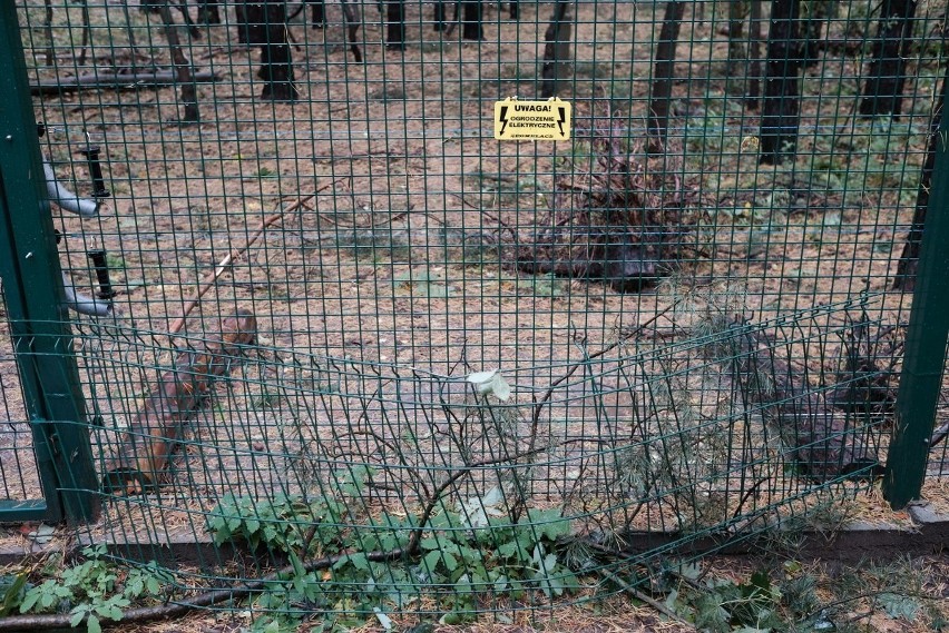 Orkan Ksawery: Tak wichura zniszczyła Nowe Zoo