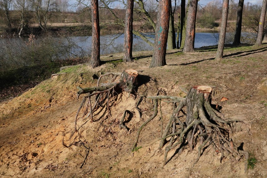 Zakład Lasów Poznańskich wyciął 7 drzew niebezpiecznych...