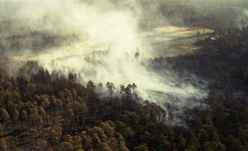 25 lat po pożarze wszechczasów nasze lasy są lepiej...
