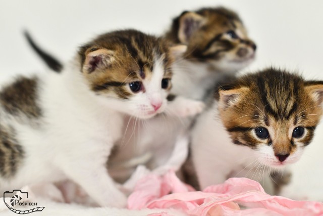 Adoptujcie kociaki z Kociej Brygady