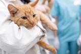 Ptasia grypa u kotów w Polsce. WHO wydało raport. Czy ludzie mogą się zarazić wirusem H5N1 od kotów?
