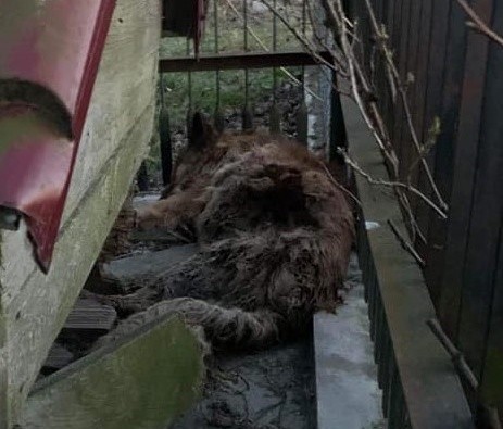 Pies zdechł przy budzie. Przez kilka dni leżał bez zainteresowania właściciela