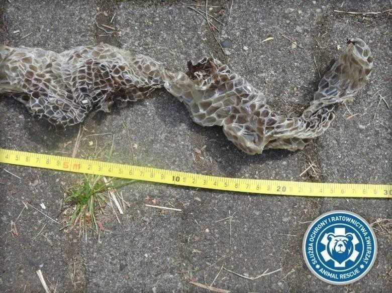 Pyton tygrysi nadal na wolności. Znaleziono nowe ślady węża. Policja apeluje o ostrożność. "Może pożreć człowieka" [WIDEO]