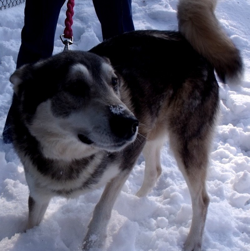 Na adopcje czekają piękne psiaki Husky