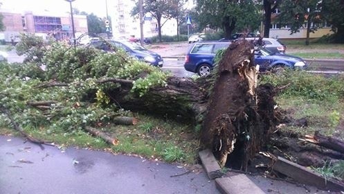 Burza w Łodzi. Nawałnica nad Łodzią. Powalone drzewa, gałęzie na drogach, zalane ulice [ZDJĘCIA]