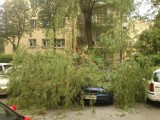 Ulica Kalinowskiego. Drzewo przewróciło się na bmw (zdjęcia)