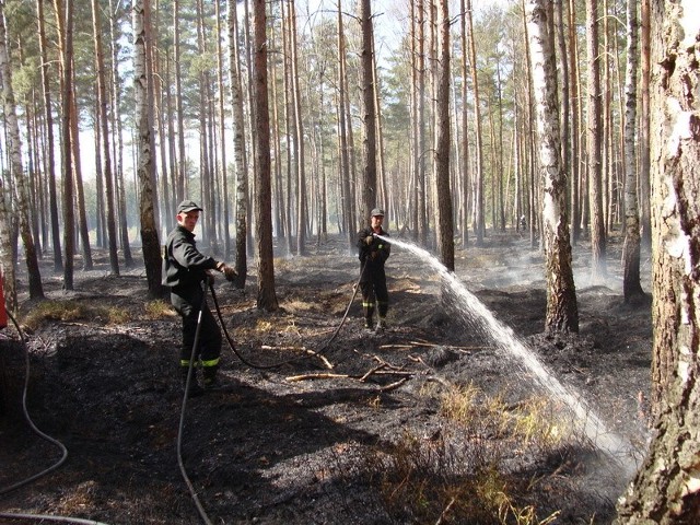 Dogaszanie pożaru nadal trwa. Potem teren zostanie zrekultywowany, ale potrzeba kilkudziesięciu lat, żeby zniszczony las się odrodził.