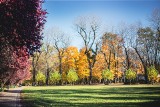 Jesień zagościła w Parku Kościuszki. Alejki pełne są żółtych i czerwonych liści. Tak prezentuje się dzisiaj największy park w Katowicach
