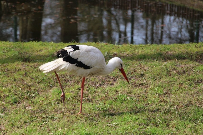 Białystok: Akcent ZOO. Wiosna! Miś już czeka na odwiedziny (zdjęcia)