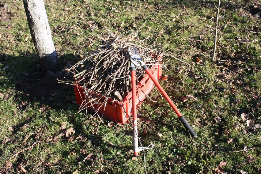 Niektóre drzewa owocowe trzeba przyciąć już pod koniec zimy....