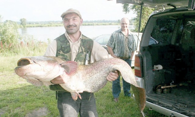 Wielki sum jest jedną z tysiąca ryb, które Piotr Kulpiński ze Świecia złowił w Wiśle i zjadł z apetytem. - Ryby wiślane są wyjątkowo pyszne - zapewnia wędkarz.